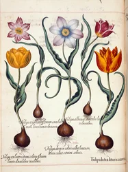 Tulips, from 