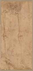 Lower Half of Skeleton from the Front