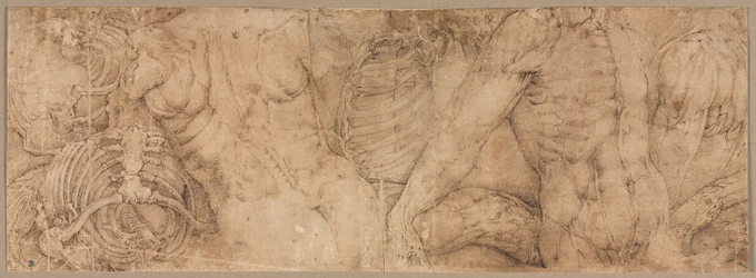 Torsos with Rib Cages, early 1540s