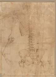 Upper Half of Skeleton from the Back