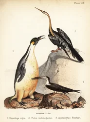 Black skimmer, Oriental darter and emperor penguin
