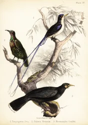 Paradise Kingfisher, Victoria