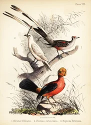 Scissor-tailed flycatcher, white bellbird and Andean cock-of-the-rock