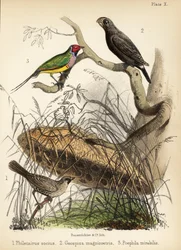 Sociable weaver, large ground finch and Gouldian finch. 1855