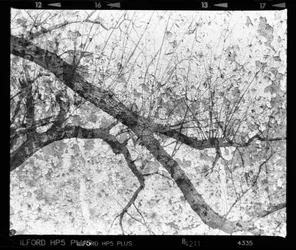 Abstract Tree Texture