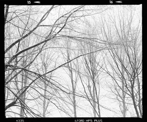 Bare Winter Branches