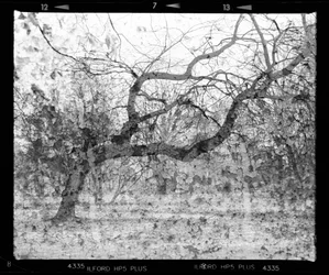 Branches of Memory