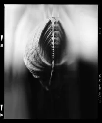 Delicate Flower Bud