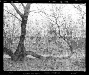 Distressed Forest Trees