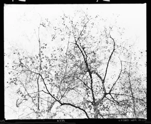 Stark Autumn Branches