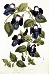 Torenia Asiatica pulcherrima, from 