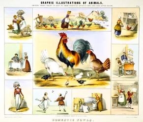 Domestic Fowl