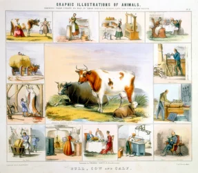 The Cow