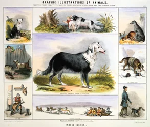 The Dog