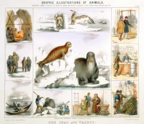 The Seal and the Walrus