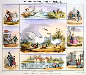 The Swan, Goose and Duck