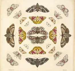 Detail from Plate IV, from A Rare Depiction of Butterflies and Moths, pub. 1764