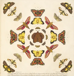 Detail from Plate IX, from A Rare Depiction of Butterflies and Moths, pub. 1764