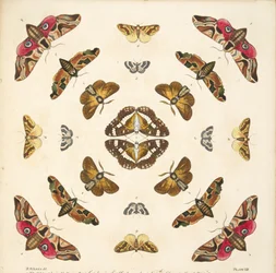 Detail from Plate VIII, from A Rare Depiction of Butterflies and Moths, pub. 1764