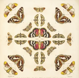 Detail from Plate VI, from A Rare Depiction of Butterflies and Moths, pub. 1764