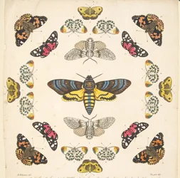 Detail from Plate XII, from A Rare Depiction of Butterflies and Moths, pub. 1764
