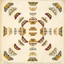Detail from Plate XI, from A Rare Depiction of Butterflies and Moths, pub. 1764