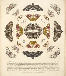 Plate IV, from A Rare Depiction of Butterflies and Moths, pub. 1764