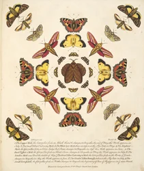 Plate IX, from A Rare Depiction of Butterflies and Moths, pub. 1764