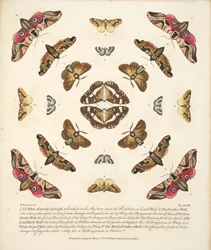 Plate VIII, from A Rare Depiction of Butterflies and Moths, pub. 1764
