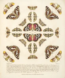 Plate VI, from A Rare Depiction of Butterflies and Moths, pub. 1764