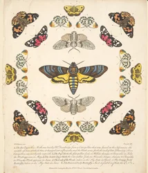 Plate XII, from 