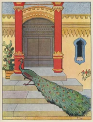 Peacock