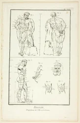 Design: Proportions of the Farnese Hercules, from Encyclopédie