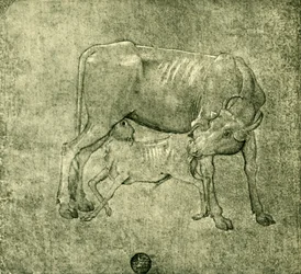 Cow and calf