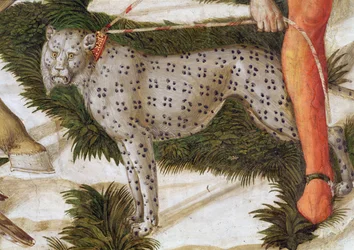 Leopard straining on a leash (detail)