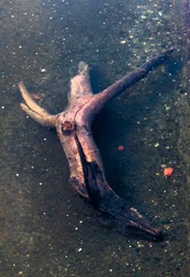 Crucifix-shaped Piece of Wood in the Garonne River, Toulouse, Haute-Garonne
