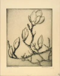 April Buds - Magnolia
