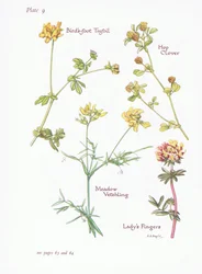 Birds Foot Trefoil, Ladys Fingers, Hop Clover, Meadow Vetchling