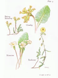 Biting Stonecrop or Wall Pepper, Cowslip, Rockrose, Primrose
