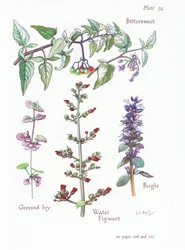 Bittersweet, Ground Ivy, Bugle, Water Figwort