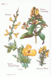 Broom, Gorse, Whin or Furze, Yellow Loosestrife, Yellow Horned Poppy
