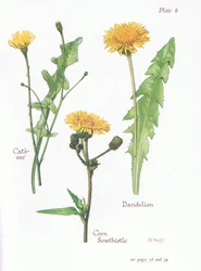 Cats Ear, Dandelion, Corn Sow Thistle