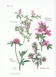 Common Mallow, Restharrow, Fumitory, Red Clover