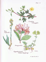 Creeping Cinquefoil, Bog Asphodel, Honeysuckle or Woodbine, Opposite-Leaved Golden Saxifrage