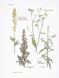 Cut-Leaved Mignonette, Mugwort, Nipplewort, Hedge Mustard