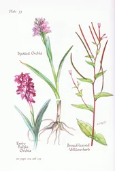 Early Purple Orchis, Spotted Orchis, Broad Leaved Willow Herb
