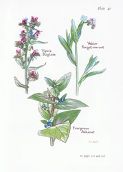 Evergreen Alkanet, Vipers Bugloss, Water Forget-Me-Not