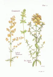 Ladies Bedstraw, Crosswort, St Johns Wort