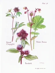 Marsh Cinquefoil, Burdock, Water Avens