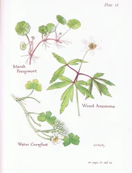 Marsh Pennywort, Wood Anemone, Water Crowfoot